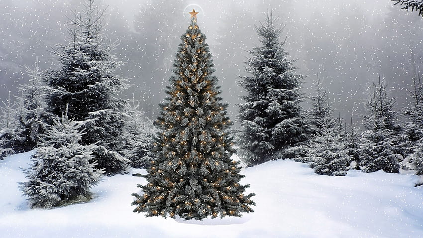 Schnee-Weihnachtsbaum-Hintergründe, Weihnachtskiefer HD-Hintergrundbild