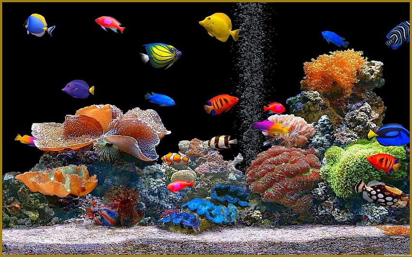 5 Moving Aquarium, computador de aquário papel de parede HD