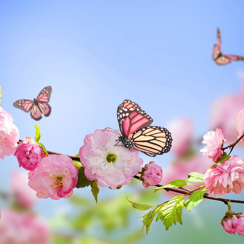 Flowers butterflies spring bloom branch iPad Pro, flowers and butterflies HD phone wallpaper