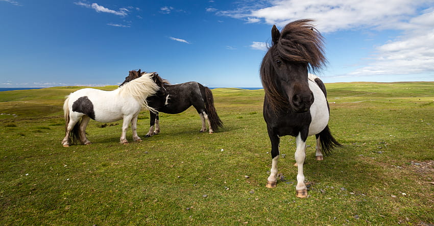 Shetland ponies, shetland pony HD wallpaper
