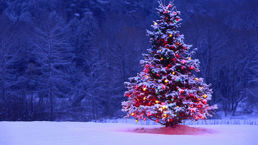 Christmas Tree Lights Snow Forest Holiday, , Latar Belakang, Hhiolp, lampu natal dan salju Wallpaper HD
