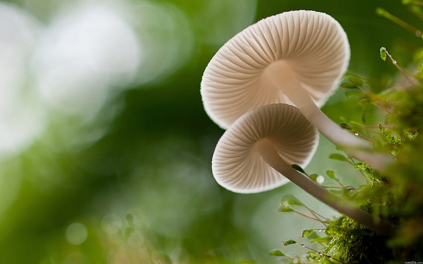 mushrooms moss macro HD wallpaper