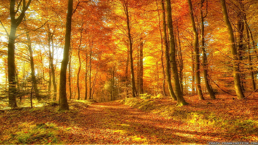 PC.928: Autumn Wood HD wallpaper
