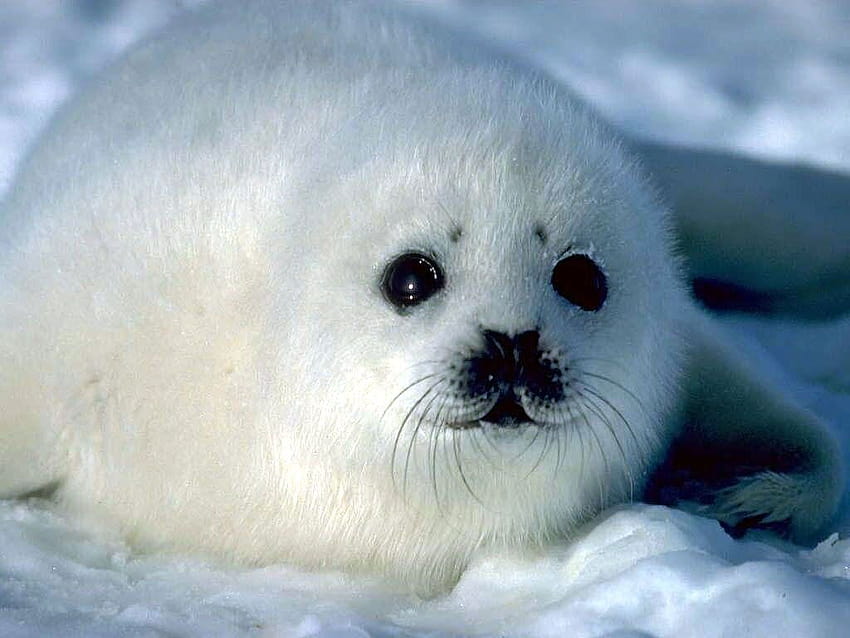 Pics Cute Baby Seal [1024x768] for your , Mobile & Tablet, cute seal HD wallpaper