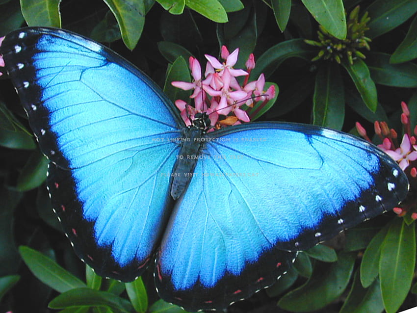 animaux insectes papillon morpho bleu commun, papillons morpho Fond d'écran HD