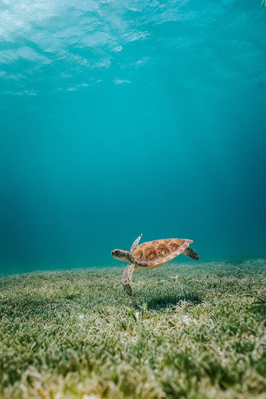10 Sea Turtle, ocean turtle HD phone wallpaper