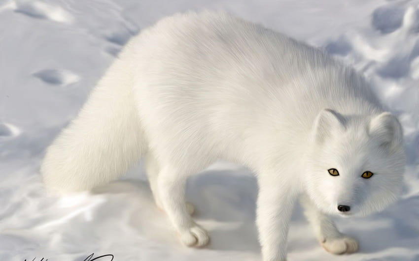 Arctic foxes HD wallpaper | Pxfuel