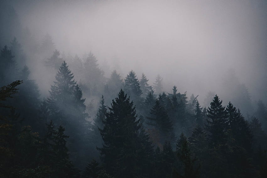 floresta nublada e chuvosa papel de parede HD