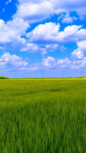 Green Grass Field Under Blue Sky  Free Stock Photo