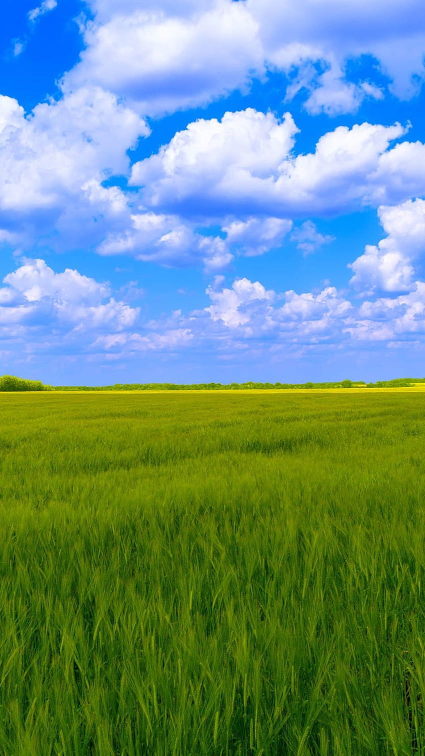 Blauer Himmel, weiße Wolken, grüne Grashintergründe, Wolkenbaumgras HD-Handy-Hintergrundbild