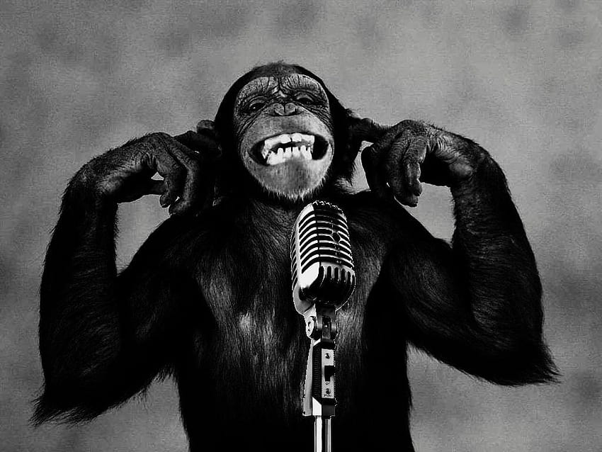 Coolest Thinking Chimp, chimpanzee HD wallpaper