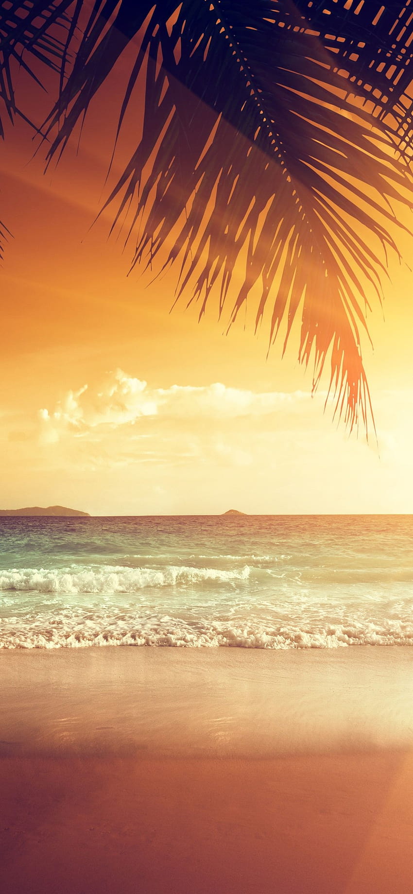 Schöner Sonnenuntergang, Palmenblätter, Strand, Meer, tropisch, Sommer, Sommer iphone 11 HD-Handy-Hintergrundbild
