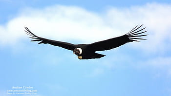 Condor, birds, eagle, HD phone wallpaper | Peakpx