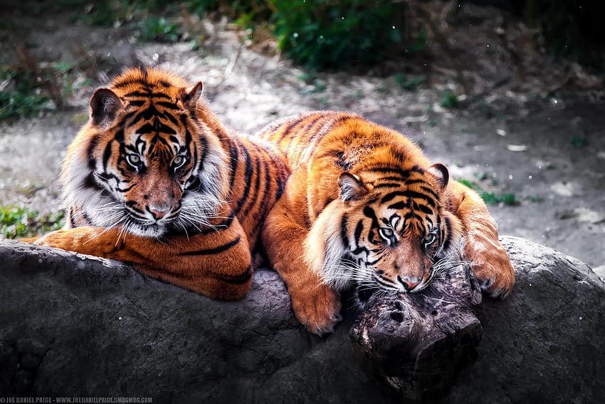 Два красиви млади тигъра от Джо Даниел Прайс на 500 пиксела, Джо екзотичен HD тапет