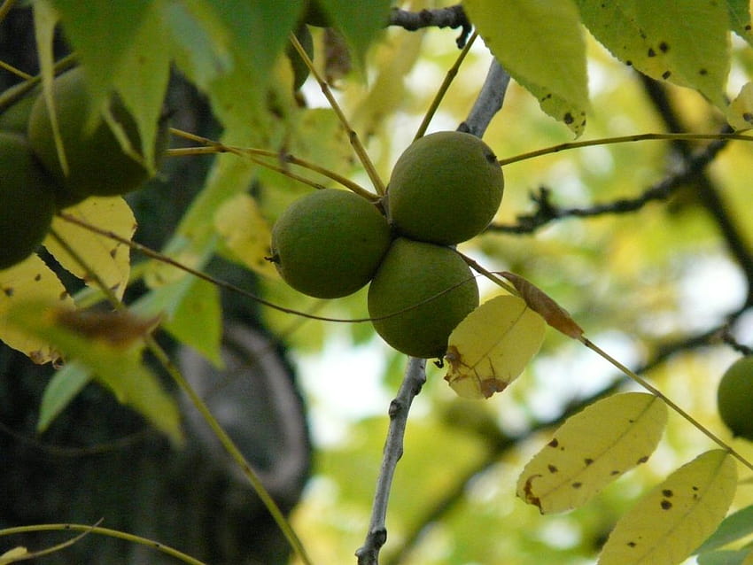 How to grow black walnut trees from seed HD wallpaper