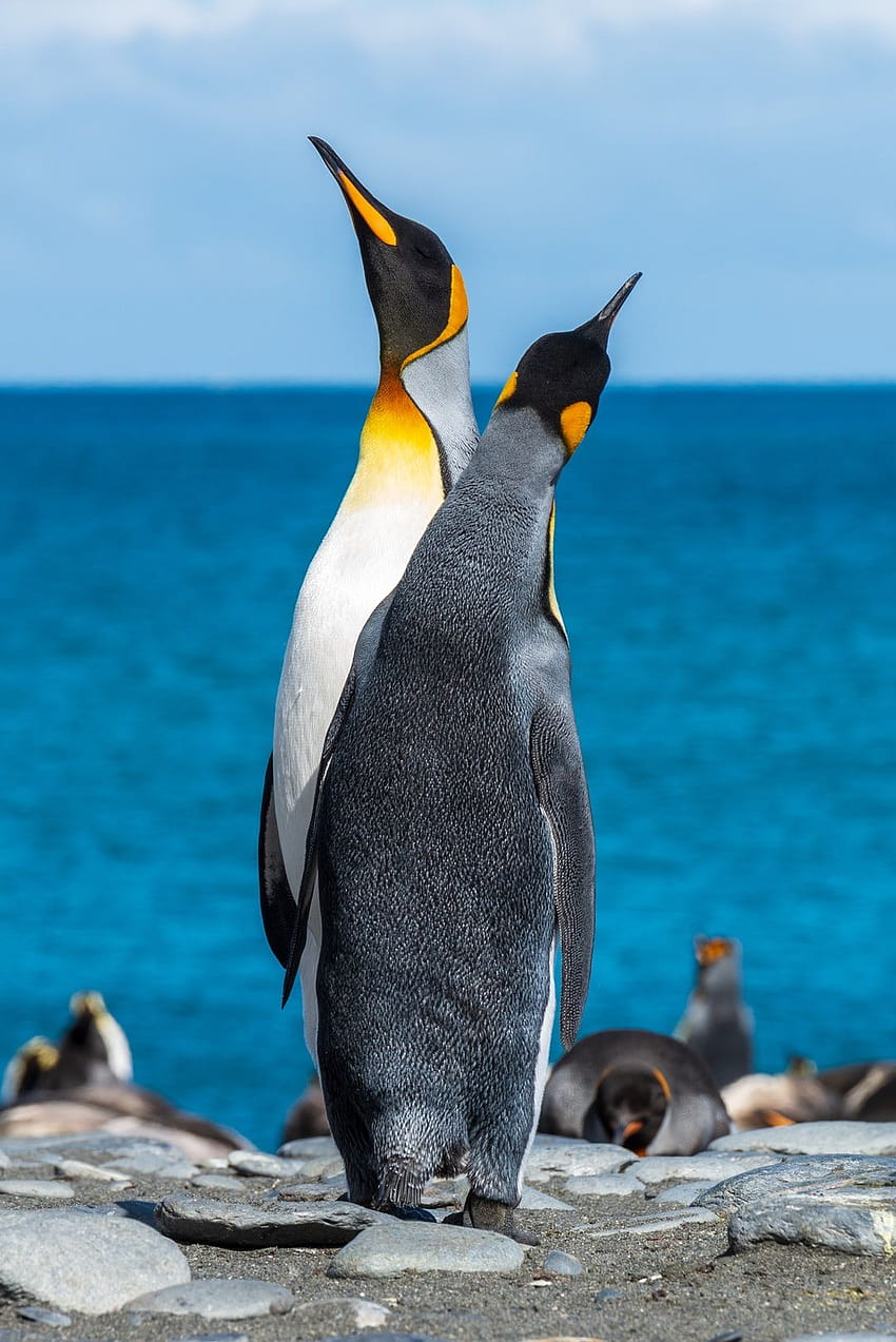 50 Best Penguin [], emperor penguin HD phone wallpaper