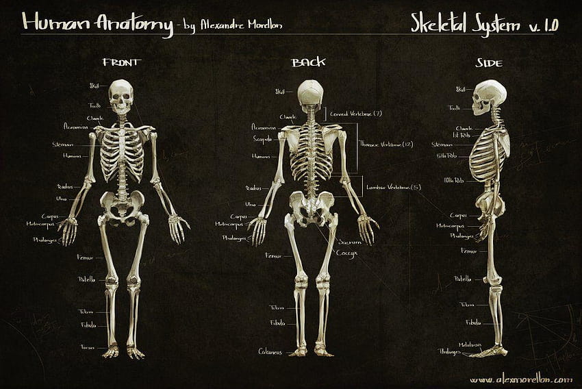 Knochenstruktur der Anatomie des menschlichen Skeletts, Anatomie des Menschen HD-Hintergrundbild