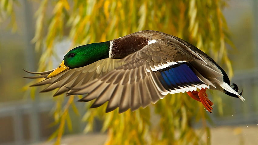 Mallard Duck Flying For Mobile And Computer 3840 X2160 : 13, duck computer HD wallpaper