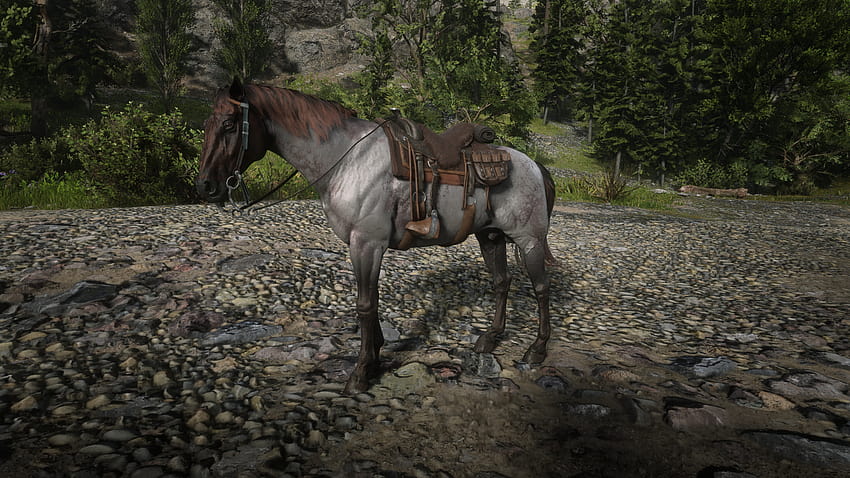 Moja ulubiona kombinacja konia i siodła: r/RedDeadOnline, holenderski koń gorącokrwisty Tapeta HD