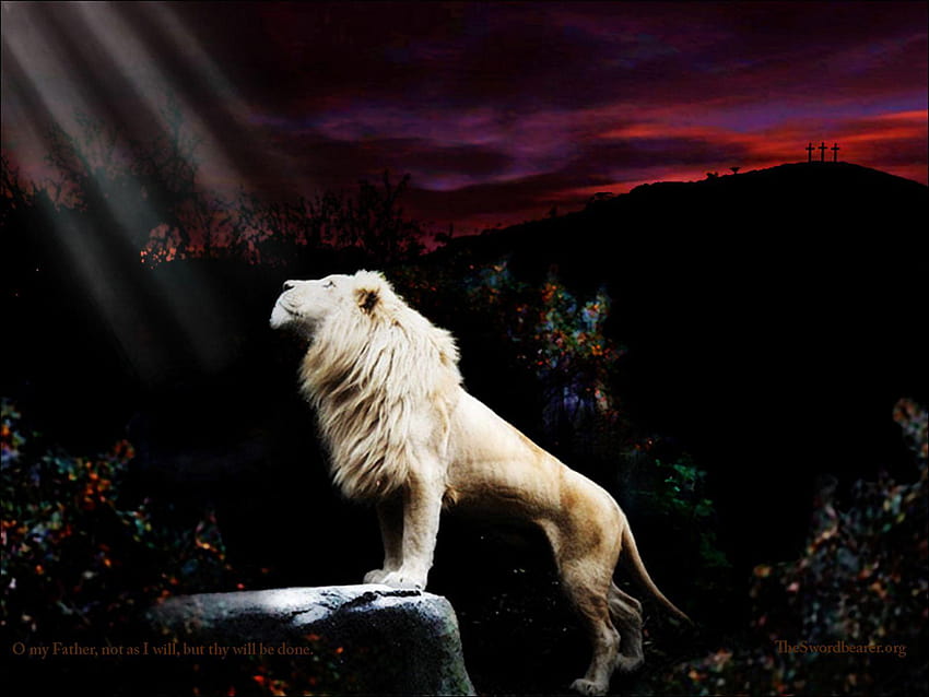 : The Lion of the tribe of Judah, judah the lion HD wallpaper