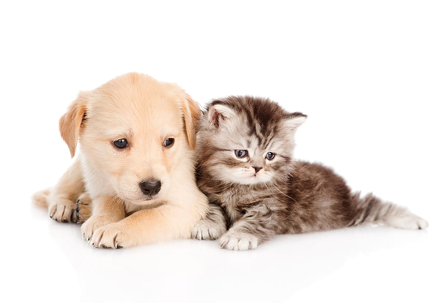 Page 3 | cute kitten and dog HD wallpapers | Pxfuel