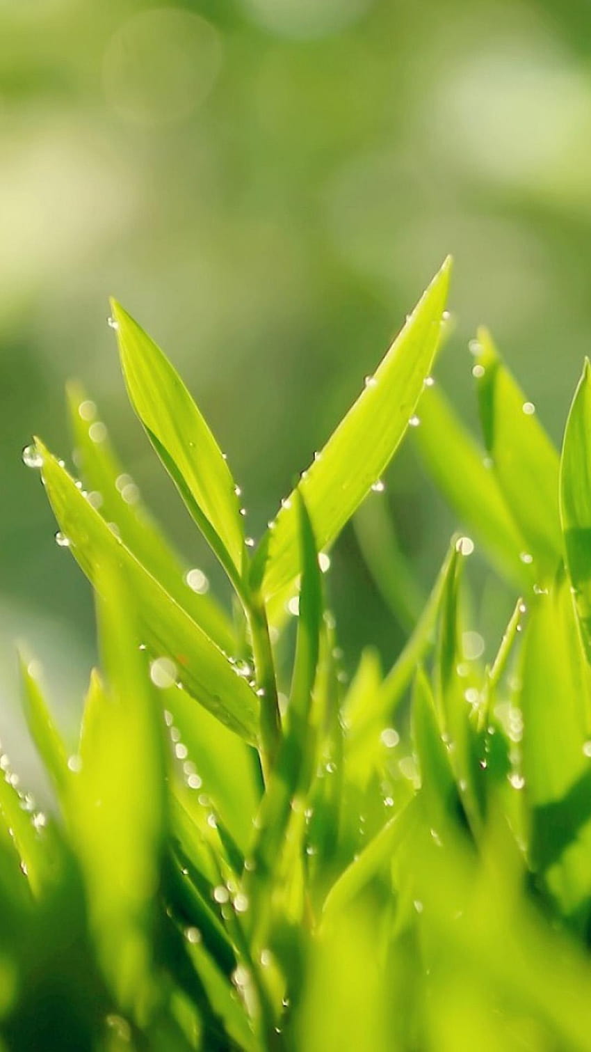 Morning Dew Leaves Macro iPhone 8, น้ำค้างยามเช้าหยดลงพื้นหญ้า วอลล์เปเปอร์โทรศัพท์ HD
