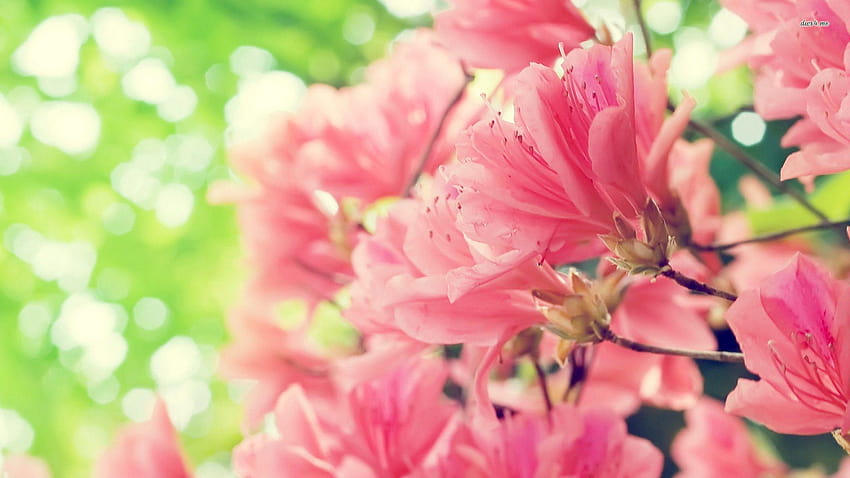 Peach blossoms HD wallpaper | Pxfuel