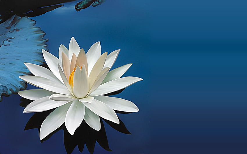 Lotus flower live HD wallpapers | Pxfuel