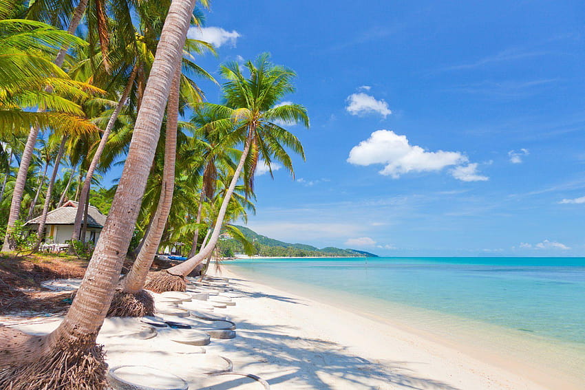 śliczne palmy kokosowe przyrodzie pejzaż morze tropikalne piasek niebu koh samui Tapeta HD