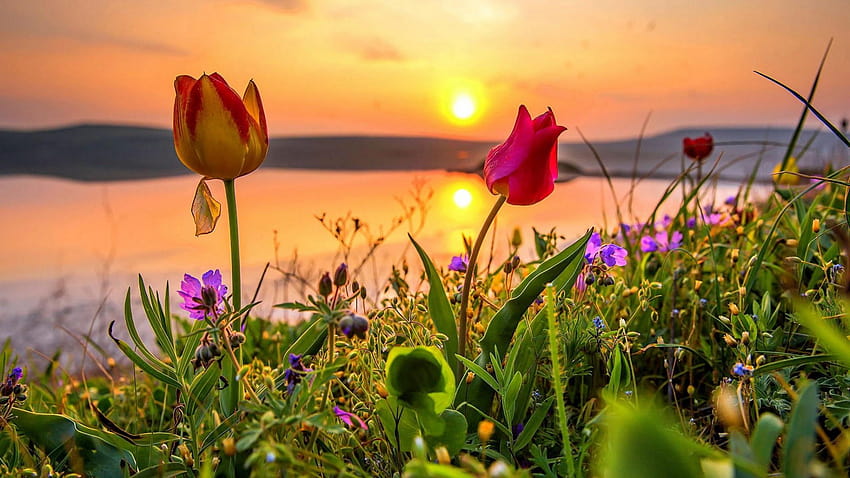 Flower Field, Crimea, Steppe, Evening, Tulips, Grass, Sunlight • For You, spring sunrise flowers HD wallpaper