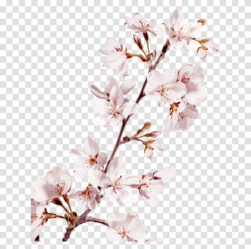 Sakura Pink Flowers Backgrounds Flor De Cerezo, Planta Transparente Png – Pngset fondo de pantalla