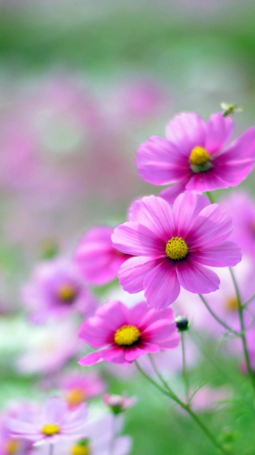 Blumen in voller Blüte Android-Handy 1080x1920 12 [1080x1920] für Ihr Handy & Tablet, Blumen Android-Handy HD-Handy-Hintergrundbild