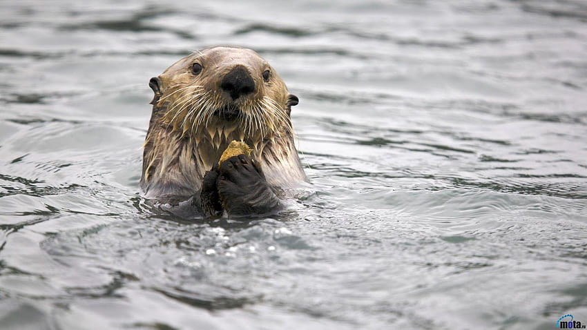 Uk Hot Celeberties: Sea Otter, otters HD wallpaper | Pxfuel