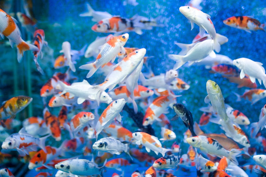 Fish Tank, aquarium computer HD wallpaper