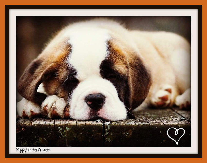 Cute Saint Bernard Puppies, st bernard puppies HD wallpaper