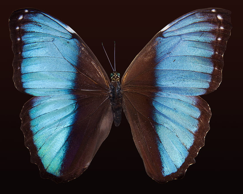 Blue Morpho Butterfly · Stock, morpho butterflies HD wallpaper