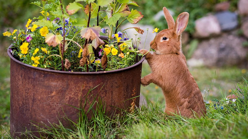 A brown rabbit, flowers, meadow 1920x1440 , the brown bunny HD wallpaper