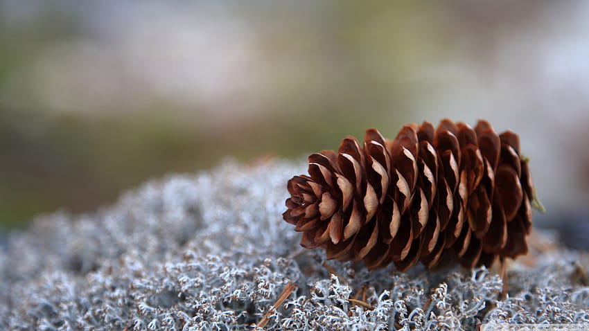 Lichens And Pine Cone 1920x1080 Lichens And Pine Cone [1920x1080] for your , Mobile & Tablet, pinecone HD wallpaper