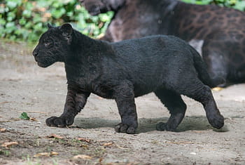 Visit Adorable Baby Cubs at China's New Panda Center