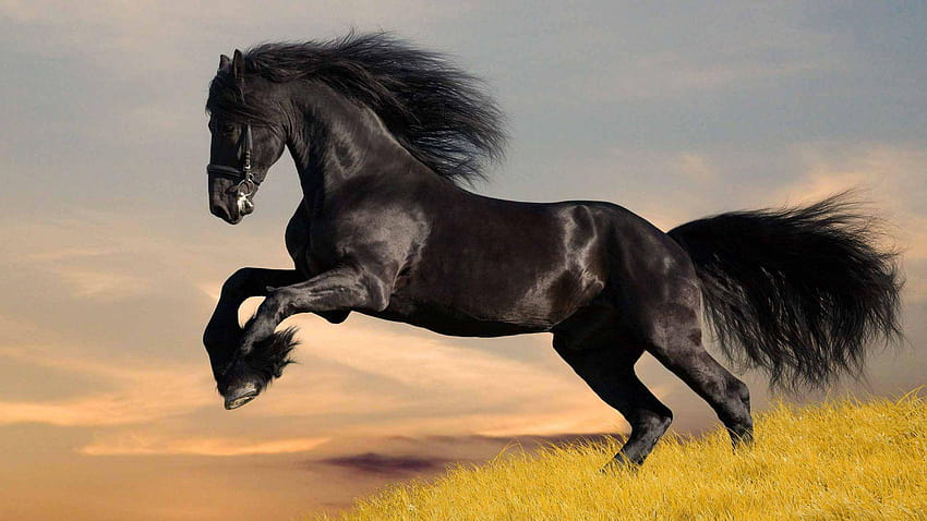 horse for pc horse black horse HD wallpaper