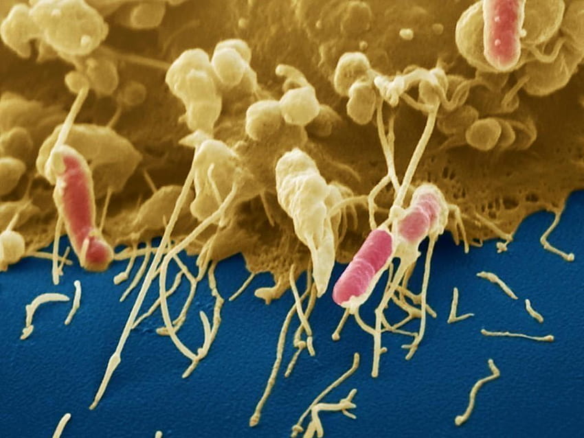 Los microbios y el cuerpo humano: sistema inmunológico, computadora de microorganismos fondo de pantalla