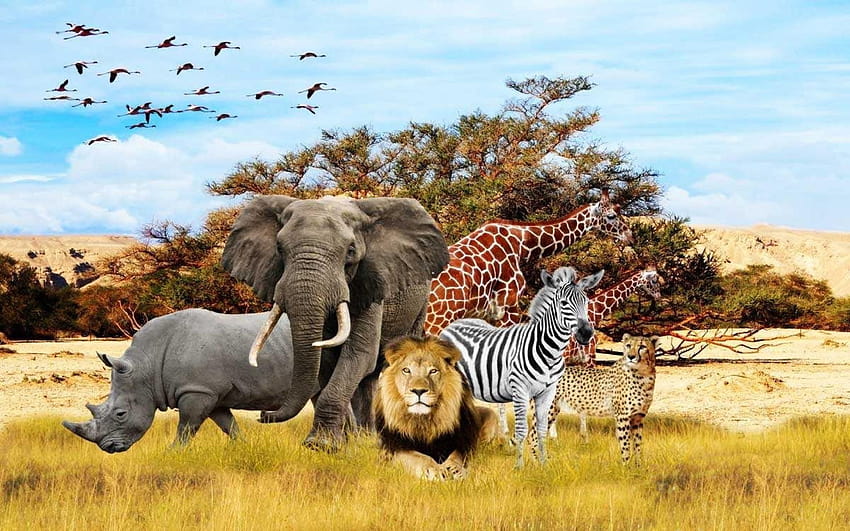 African Animals, african safari elephants HD wallpaper