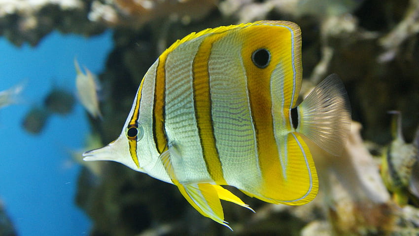 Poissons tropicaux sous l'eau mer océan vie marine, poissons aux couleurs vives Fond d'écran HD