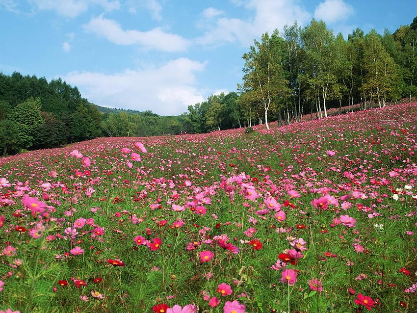 ทุ่งหญ้า: ทุ่งหญ้าคอสมอส ทุ่งหญ้าธรรมชาติ ดอกไม้ทุ่ง ดอกไม้ทุ่งหญ้า วอลล์เปเปอร์ HD