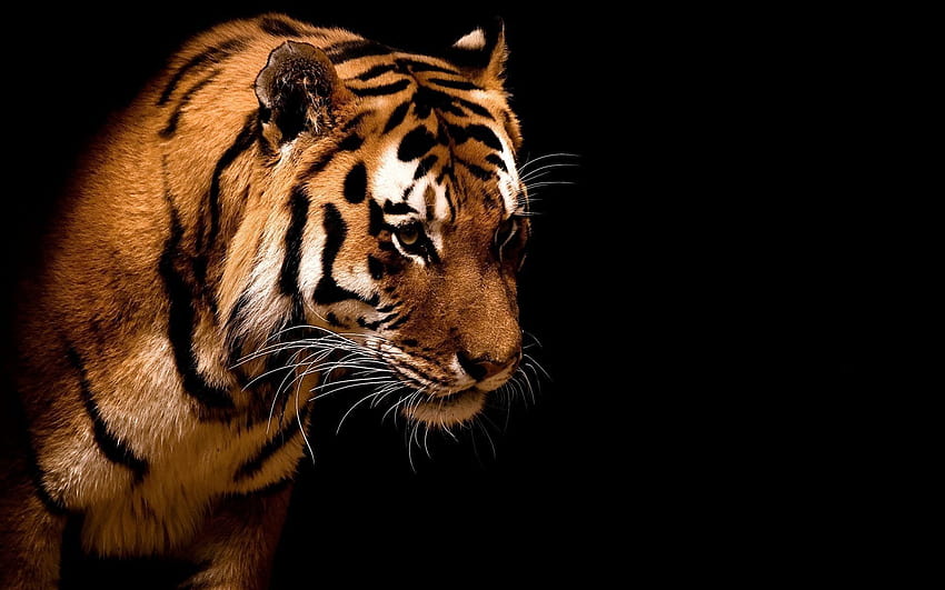 Latar belakang harimau ·① android harimau hitam penuh yang indah Wallpaper HD
