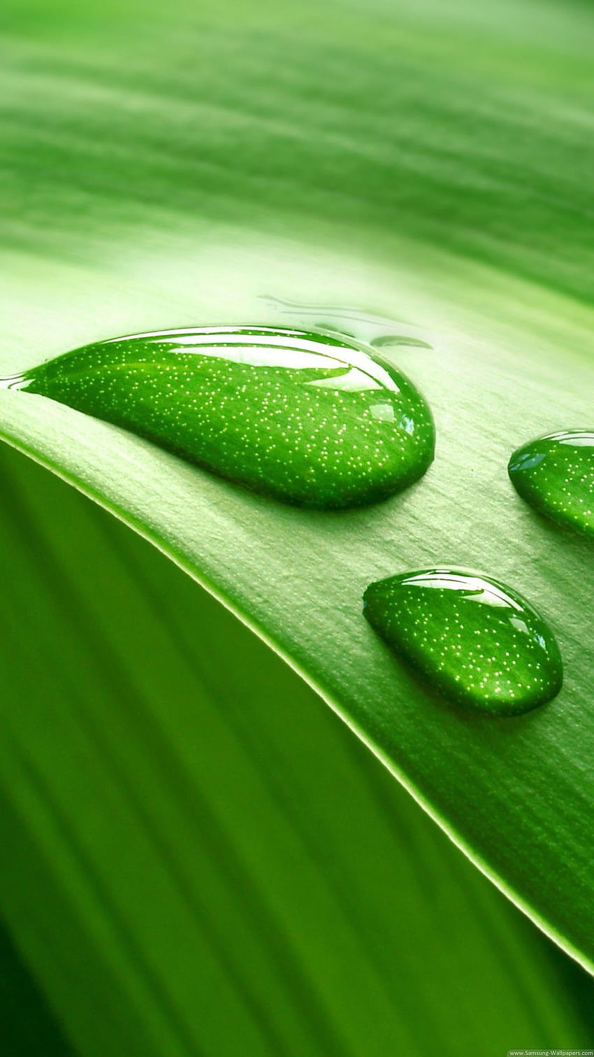 Traz uma sensação de frescor, verde móvel Papel de parede de celular HD