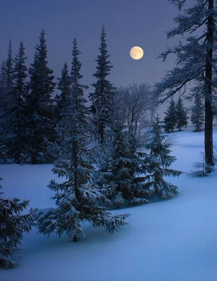 I love moonlight on fresh fallen snow ♡, magic winter moon HD phone wallpaper