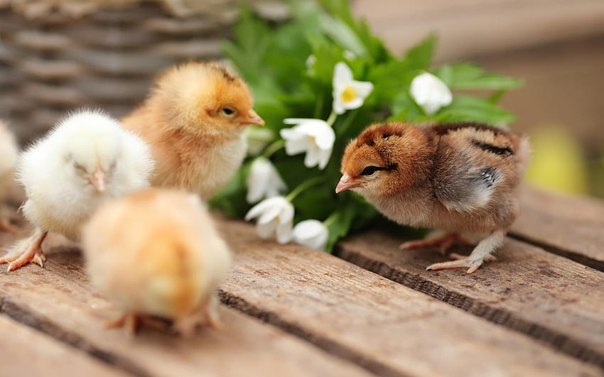 Chickens, small birds, spring, cute HD wallpaper