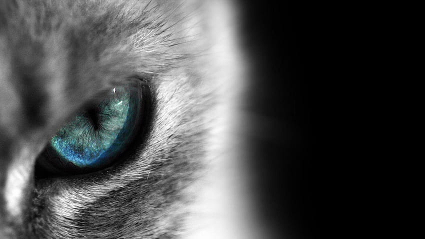Katzen blaue Augen siamesisches Katzenauge, Katzenaugen HD-Hintergrundbild