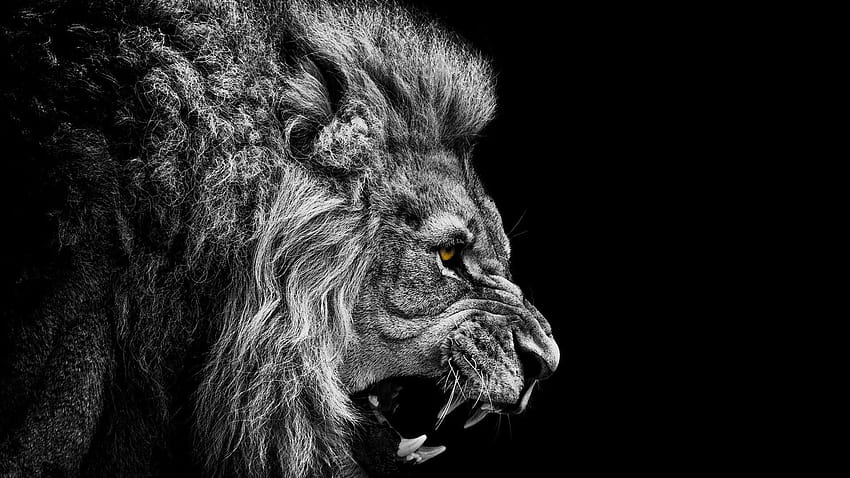 wilde Löwen HD-Hintergrundbild